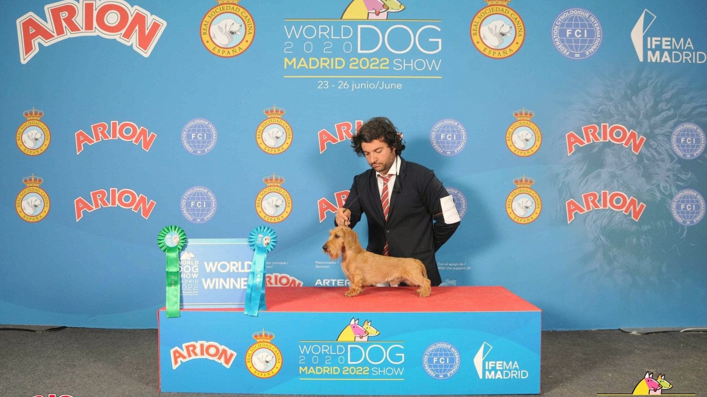 Il podio del vincitore al World Dog Show di Madrid: l’handler che presenta il bassotto a pelo duro accanto al cartello World Winner e a due coccarde