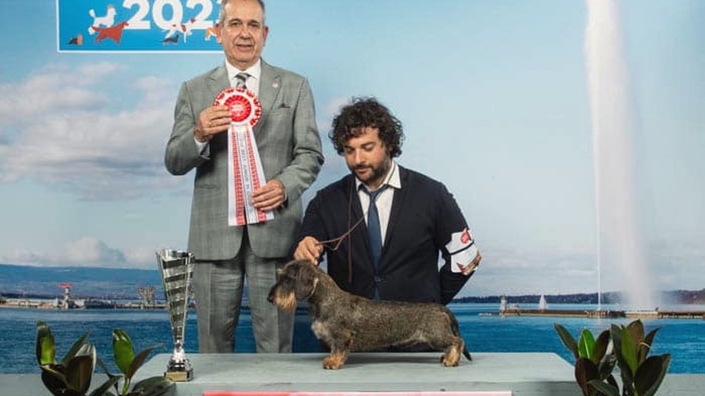 Il giudice con la coccarda rossa accanto alla coppa, l’handler che presenta il bassotto a pelo duro sul tavolo, il getto d’acqua di Ginevra sul fondale