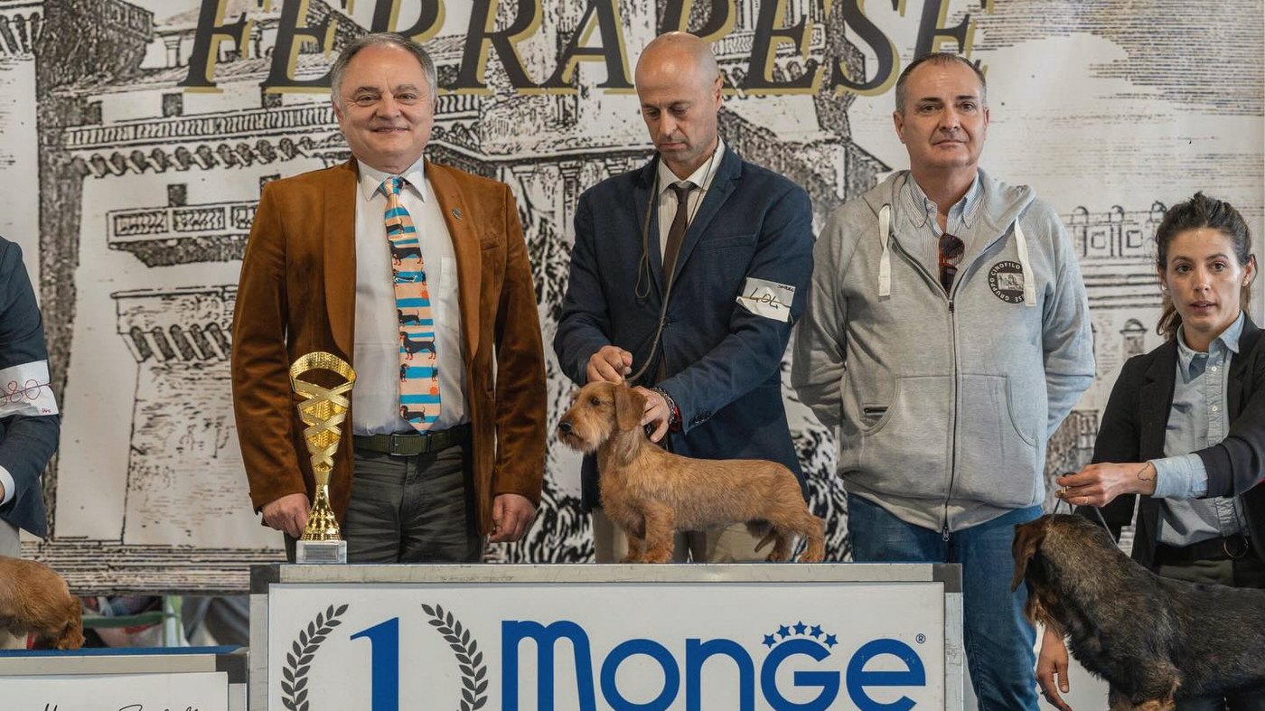 Il podio di gruppo: il giudice con la coppa dorata, l’handler che presenta il bassotto a pelo duro sul gradino del numero uno