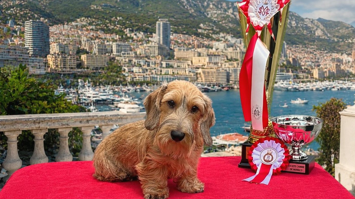 Un bassotto a pelo duro seduto su un panno rosso accanto alla coppa alta e alle coccarde, il porto e le colline di Monte-Carlo alle spalle