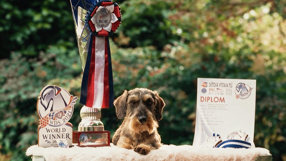 Il trofeo del World Dog Show, la coccarda del Best of Breed e il diploma, il bassotto vincitore in riposo tra loro