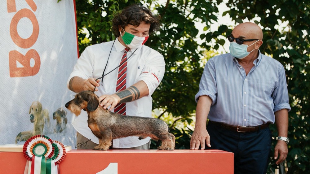 Primo posto al raduno del club, l’handler con mascherina tricolore presenta il bassotto sul podio