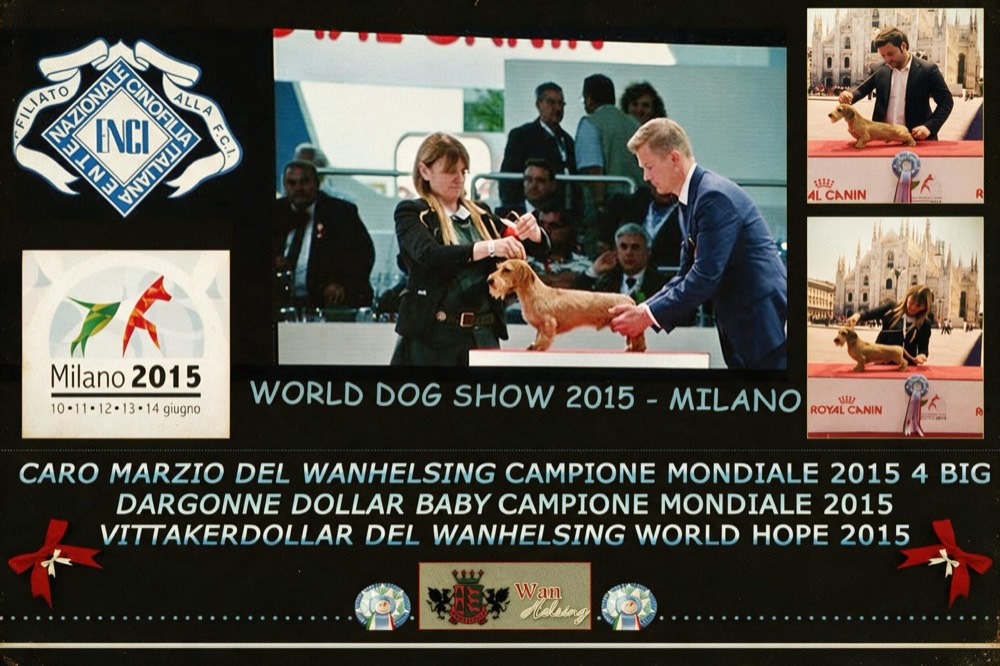 Tabellone d’archivio del World Dog Show Milano 2015, il bassotto sul tavolo del giudizio