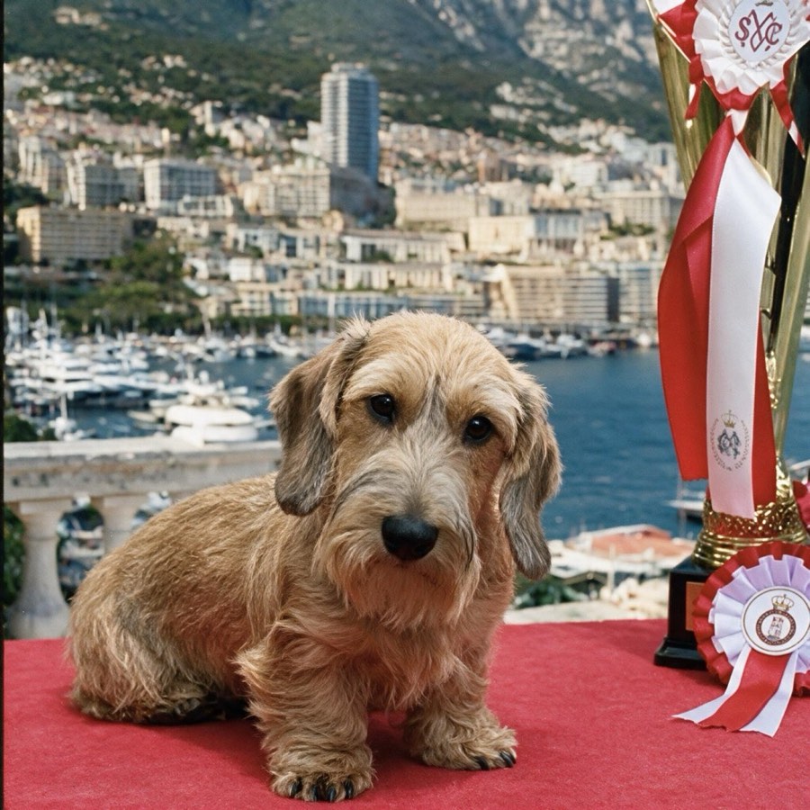 Un bassotto a pelo duro seduto sul tappeto rosso accanto alla coppa, il porto di Monte-Carlo alle spalle