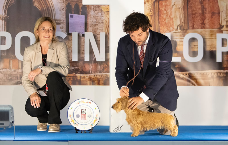 Pagina dell'albo dei titoli dall'archivio della casa: Internazionale · Bastia Umbra, 2018
