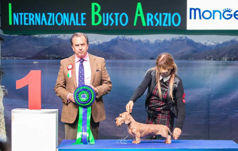 Pagina dell'albo dei titoli dall'archivio della casa: Internazionale · Insubria, 2018