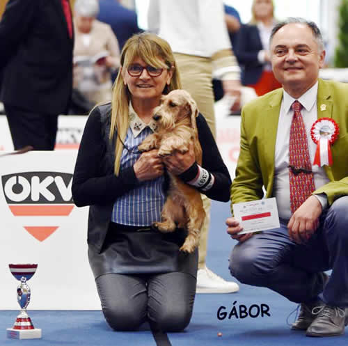 Fotografia dal ring, dall'archivio della casa: Euro Dog Show · Wels, 2019 — Hashtag del Wanhelsing