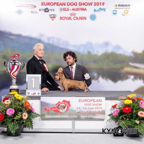 Fotografia dal ring, dall'archivio della casa: Euro Dog Show · Wels, 2019 — Hashtag del Wanhelsing
