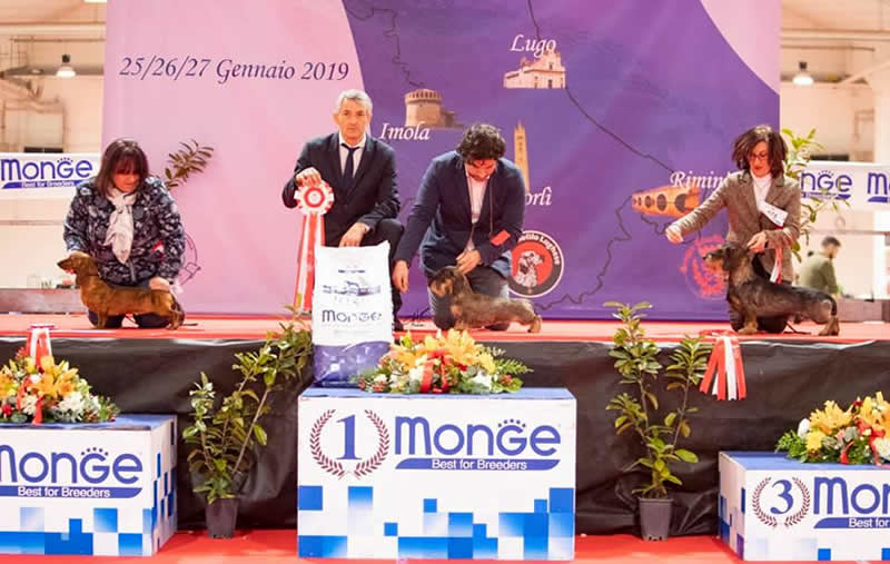 Fotografia dal ring, dall'archivio della casa: Internazionale · Forlì‑Rimini, 2019