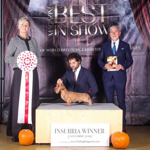 Fotografia dal ring, dall'archivio della casa: Insubria Winner, 2019