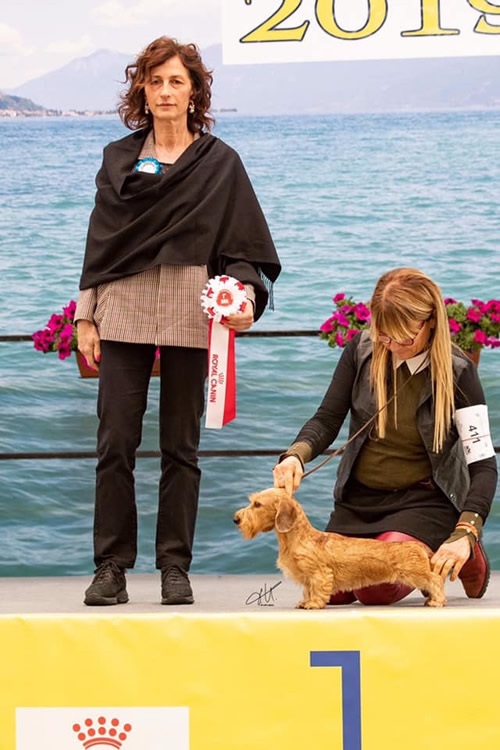 Fotografia dal ring, dall'archivio della casa: Internazionale · Montichiari, 2019