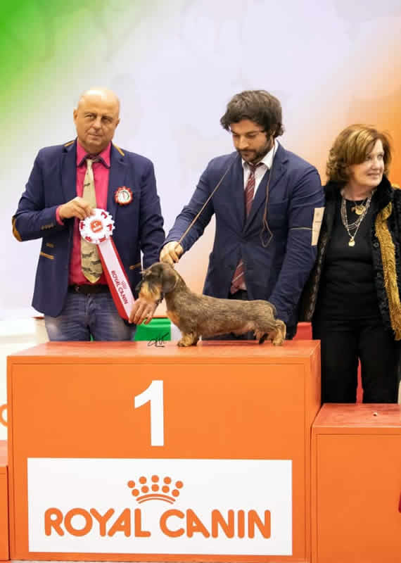 Fotografia dal ring, dall'archivio della casa: Internazionale · Padova, 2019 — Dargon Boy del Wanhelsing