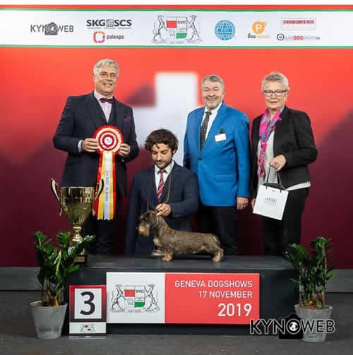 Fotografia dal ring, dall'archivio della casa: Geneva Dog Shows · Genève, 2019