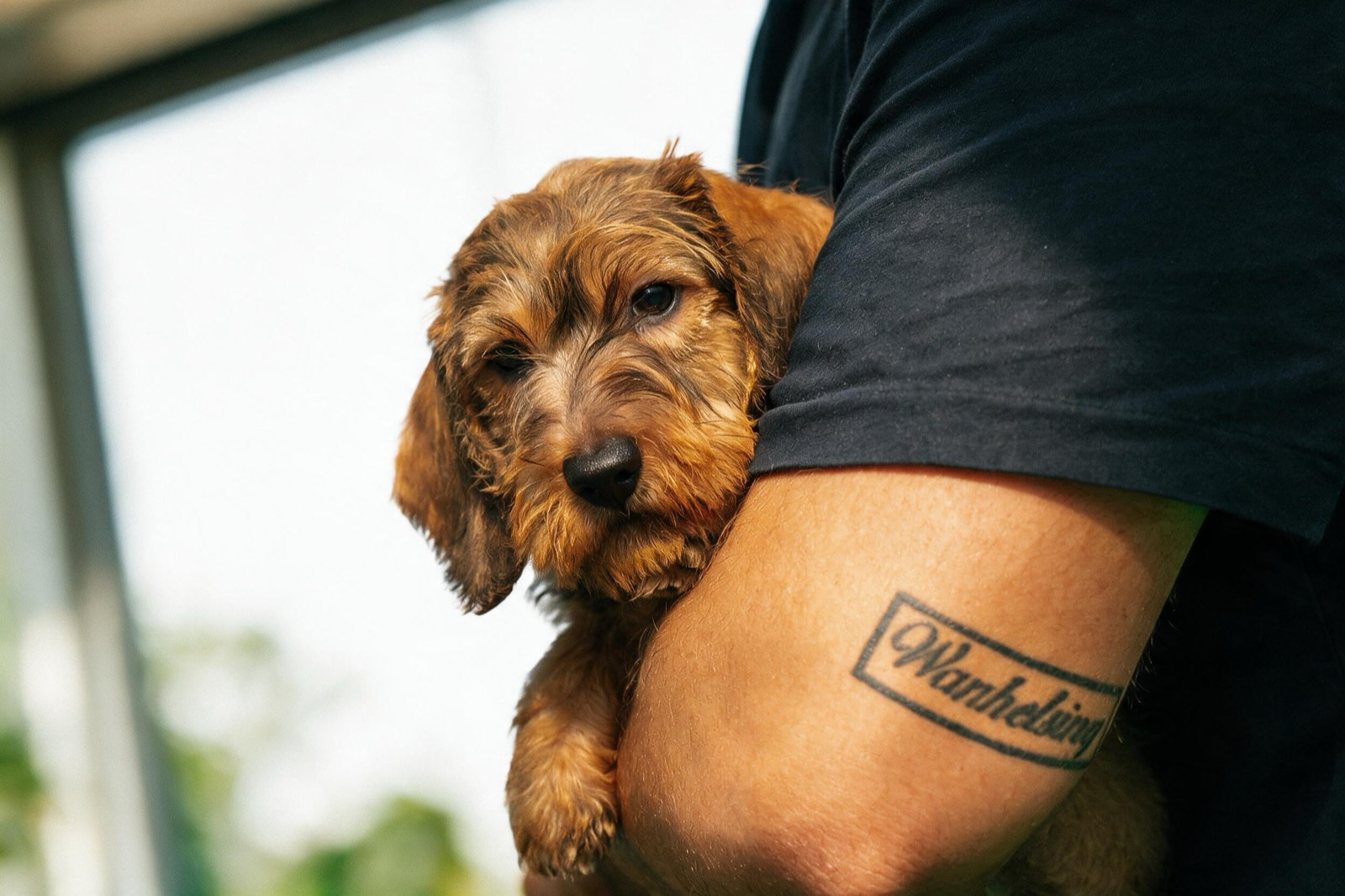 Un cucciolo di bassotto a pelo duro nell’incavo del braccio di Gabriel, il nome Wanhelsing tatuato sull’avambraccio