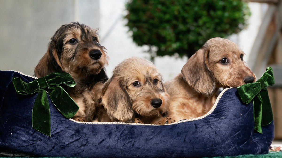 Tre cuccioli di bassotto in una cuccia di velluto a coste blu con fiocchi di velluto verde, una siepe sagomata alle spalle